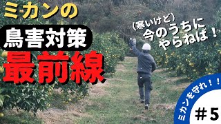 ep.5【ミカンを天敵から守る！】ミカンの鳥害対策最前線