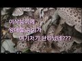 이삭능이에 왕대물 능이가 난리났네여???#능이산행,#왕대물능이,#버섯산행,#상촌이장