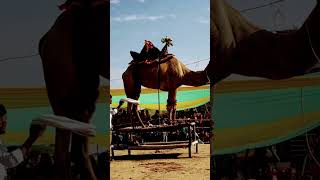 Camel dance karanga bada