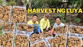 HARVEST NG LUYA  MADAMING YUMAMAN SA PAGLULUYA @bomboyvlogs3518 @anthonyjaballa5323