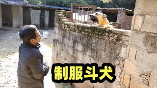 新来的饲养员是收狗贩子，看他如何制服140斤猛犬