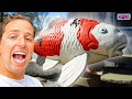 Must-See Koi Store in the United States!