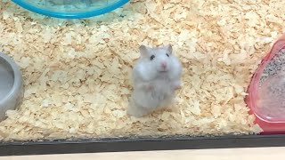 食後のオヤツを欲しがるハムスター🐹