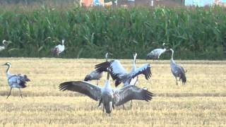 Springende Kraniche - jumping cranes