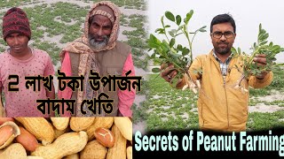 Village Peanut Farming|Mungfali ki kheti|Peanuts Farming Techniques|Peanut Cultivation