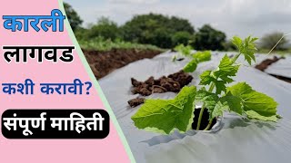 कारली लागवड कशी करावी पूर्ण माहिती | A to Z कारली लागवड माहिती | Bitter gourd farming | करेली खेती