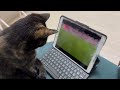 週末はサビ猫まーちゃんとサッカー観戦