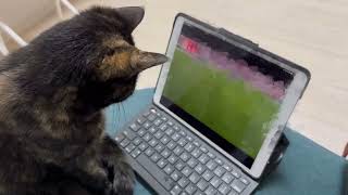 週末はサビ猫まーちゃんとサッカー観戦