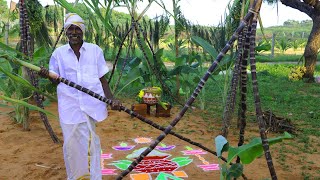 Village Pongal Celebration | KGF Cooking Channel Celebrate our Traditional Festival |