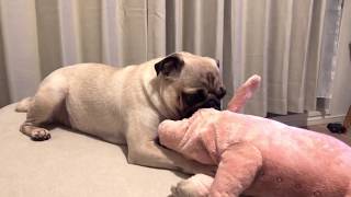 Omame the pug パグのおまめ 新しいお友達の豚さん