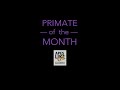 indri lemurs primate of the month