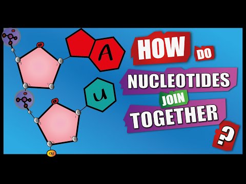 How are nucleotides in DNA held together?