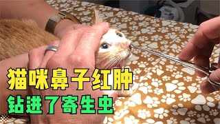 这只可怜的小猫鼻孔红肿，寄生虫堵住了它的鼻孔，呼吸都很困难