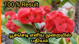 Ornamental plant cuttings propagation method / @pasumaithottakalai