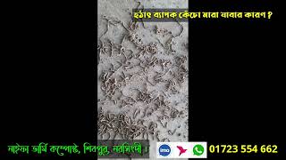 হঠাৎ ব‌্যাপক কে‌ঁচো মারা যাবার কারণ ও করনীয় নি‌য়ে বাস্তব অ‌ভিজ্ঞতার আ‌লো‌কে কিছু কথা, কা‌জে লাগ‌বে