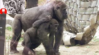 暴れるゲンタロウから母ゲンキはキンタロウを守る🌸Mom Genki protects Kintaro from the rampaging Gentaro【Zoo京都市動物園】