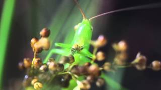 イ（イグサ）の穂を食べるウスイロササキリ（2015年7月4日）