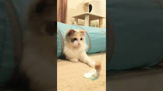 構ってほしい飼い主　#ねこ #猫 #猫のいる暮らし #猫動画 #ラグドール #shorts