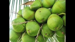 തെങ്ങിന് പുത നൽകാം Coconut Farming Tips