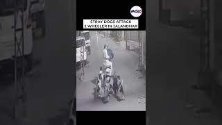 2 Men Attacked By Stray Dogs In Jalandhar Street #shorts #viral