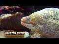 california moray eel gymnothorax mordax at the monterey bay aquarium