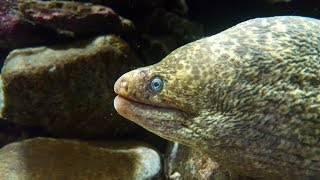 California Moray Eel (Gymnothorax mordax) at the Monterey Bay Aquarium