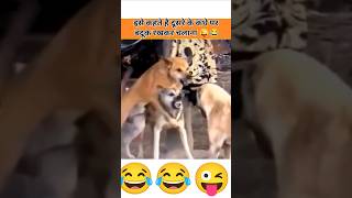 दूसरों के कंधे पर बंदूक कैसे चलती है देखलो 😂 #funny #petlovers #doglover #comedy #petlover #dogowner