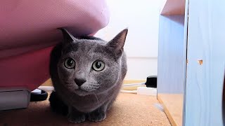 【猫動画】ビビりまくりなロシアンブルー【russianblue】Scared Russian blue