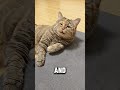 the cat seems very disappointed. pets cuteanimals cats shorts