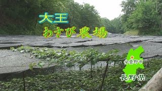 大王わさび農場　長野県安曇野　水とアイスの絶妙のコンビ