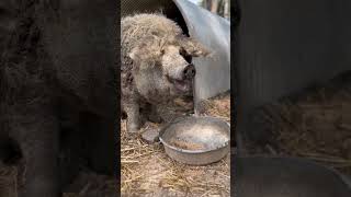 Monty just snackin. #mangalitsa #mangalitsapig #woolypig #wooly #farmlife