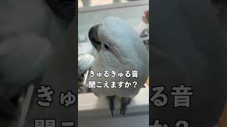 オウムやインコさんは流水音が好き説 #shorts