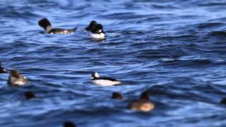 ♪鳥くん野鳥動画（北海道・羅臼港）ヒメハジロ♂とホオジロガモ　Bafful Head