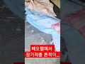 shorts 장기 매매 조선족 경덕 흉가 폐가 귀신 무당 고스트헌터 공포