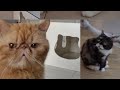 Cute Cats #oyen #cat #trending #cafe #cute #trending #youtube #shorts #viralvideo #pets #subscribe