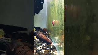 橙兔螺寶寶這樣玩太嚇人了啦！| Rabbit snail freaked me out!#shorts