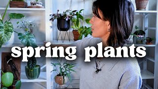 Favorite Spring Houseplants | 2024 spring plant favorites