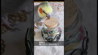 長くて器用に動きます。オカメインコのちっちゃくて可愛い舌