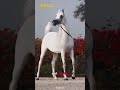 arabian horse the oldest beautiful and most admired horse breeds in the world