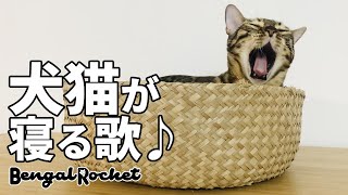 【イチゴの片想い】TikTokで話題の犬猫が寝る魔法の歌を猫に聞かせたらｗｗ 13分ループ【ベンガルロケット】