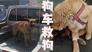 |救助流浪動物老姜||毛孩子||流浪狗|狗肉車上買下來的狗，發現他已經嚴重受傷了，馬上給他送往醫院進行治療