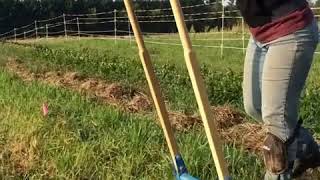 Clover Bee Acres Farm Best Broadfork Review American Made Treadlite Broadfork