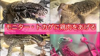 【爬虫類】モニター・オオトカゲに鶏のささみをあげる