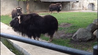 ОВЦЕБЫК . МОСКОВСКИЙ ЗООПАРК # (Эмилия) # musk-ox . कस्तूरी बैल . ムスク牛 . 麝香牛 . мускус бұқағы .