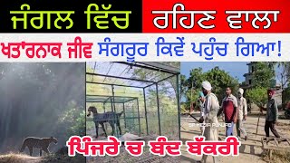 tiger in sangrur ਸੰਗਰੂਰ ਨੇੜੇ ਕਿਵੇਂ ਪਹੰਚ ਗਿਆ ਚੀਤਾ!spmediapinjab