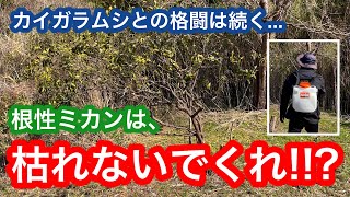 2月になったのでカイガラムシ対策のマシン油乳剤を散布したら、また荒地から温州みかんの木が出てきました！【趣味のミカン栽培】