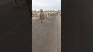 1000 Cows in the desert II #animals #cows #desert