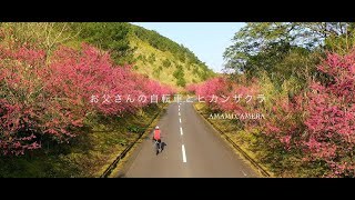 お父さんの自転車とヒカンザクラ - 奄美大島 奄美市崎原