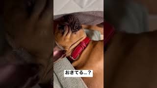 気持ちよさそうに寝るフレンチブルドッグ