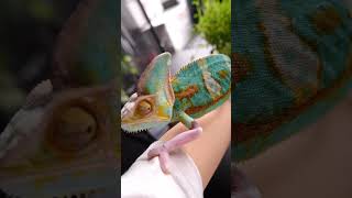 chameleon #エボシカメレオン #爬虫類 #爬虫類のいる生活 #動物 #アニマル #animal #reptiles #reptile #pets #爬行动物 #ペット